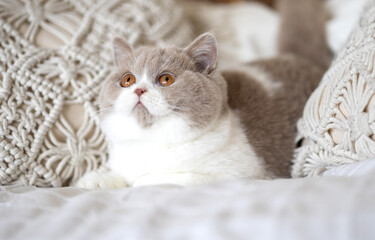 Edle Luxus Katze - BKH Kitten im edlen Wohnzimmer