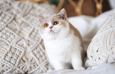 Niedliche Britisch Kurzhaar Kitten Katzenbaby