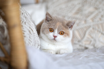 Edle Luxus Katze - BKH Kitten im edlen Wohnzimmer