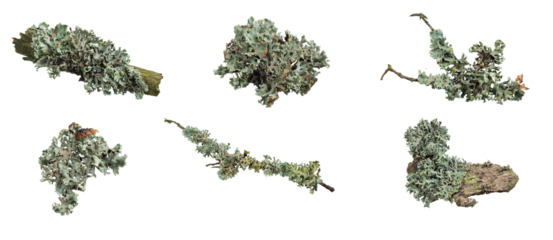 Parmelia sulcata lichen on a piece of wood on a white background