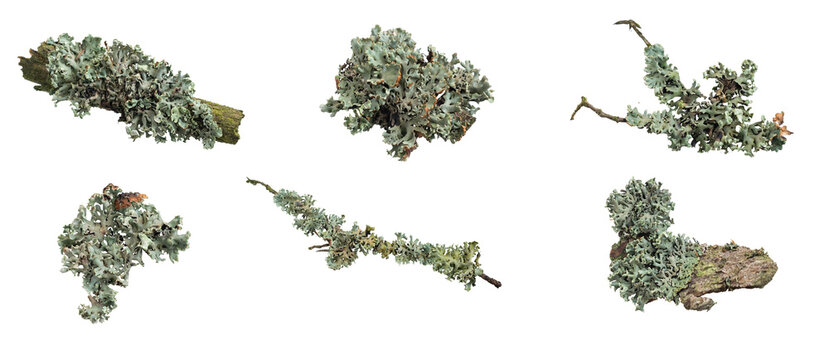 Parmelia sulcata lichen on a piece of wood on a white background