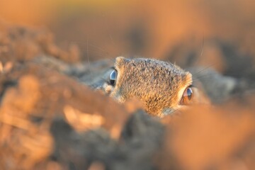 European hare Lepus europaeus brown cute darling field meadow animal in nature, draw near village, runs fast, cubs beautiful eyes caress, has ears, agricultural landscape, food crop harvest Europe