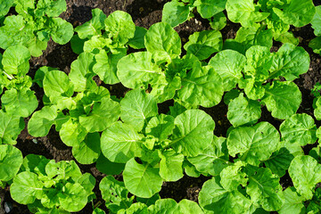 Young seedlings of green vegetable salad growing in farm.Vegetables plantation in garden, Organic plant cultivation greenhouses.