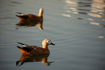 Two red ducks swim on calm water in the park, water birds on surface with reflection
