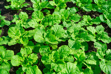 Young seedlings of green vegetable salad growing in farm.Vegetables plantation in garden, Organic plant cultivation greenhouses.