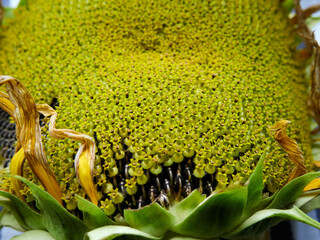 Close up of sunflower petals and green leaves, natural background