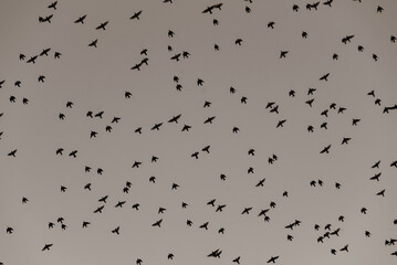 many black birds in the sky, A flock of birds flying in the sky, abstract, black and white,...