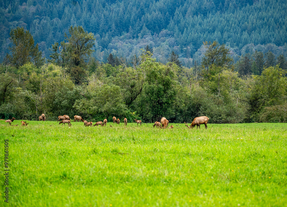 Wall mural north bend elk herd 4