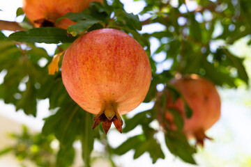 Pomegranate fruit on tree branch selective focus. Organic pomegranates ripe and ready for harvest.