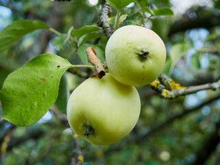 Ripe apples on a branch in the garden, close-up