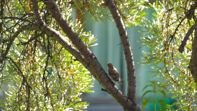 Linnet chick jumping on tree branches on a sunny summer day