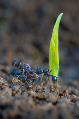 ant close up carrying materials