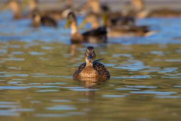 mallard ducks backlit in morning light