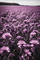 Fototapeta premium Captivating Aerial View of an Endless Field Dotted with Monochromatic Purple Flowers