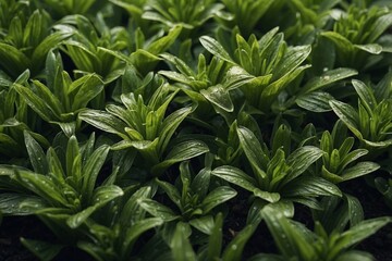 Obraz premium Detailed Close-Up of Plants Where Every Detail of the Vibrant Leaves and Shoots is Visible