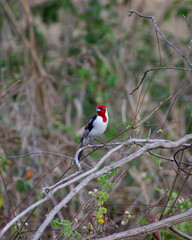 birds in nature