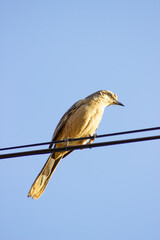 birds in nature