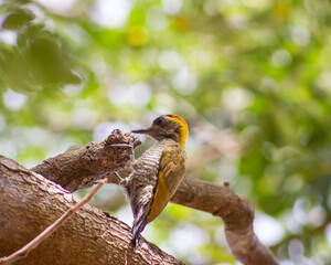 birds in nature