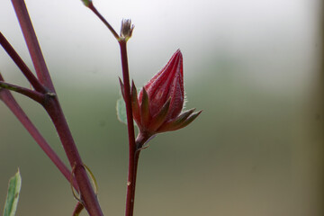 Roselle plant ,red Sorrel or hibiscus sabdariffa