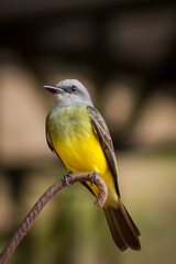 bird of paradise