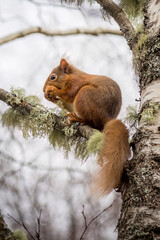 Red squirrel (sciurus vulgaris)