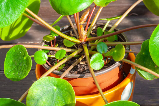 Ufo Plant" Images  Browse 243 Stock Photos, Vectors, and Video | Adobe  Stock
