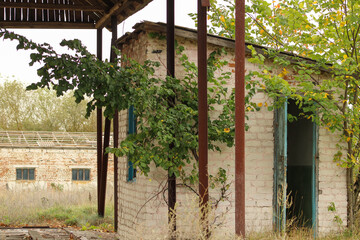 - A close-up of a brick wall with metal beams and a tree growing nearby. The blue window frames...