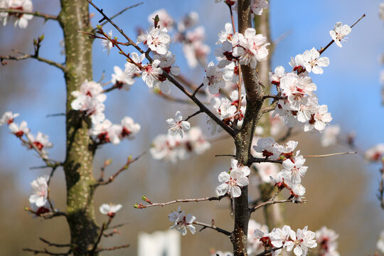 A close-up of a tree branch with white and pink blossoms. The intricate floral details and soft colors highlight the beauty of springtime growth