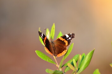 farfalla, insetto, natura, fiore, ala