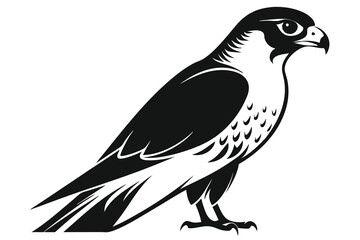 Falcon vector illustration white background A.eps