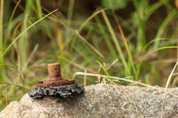 A rusty bolt or screw partially embedded in a concrete surface, with grass and plants in the background. The corroded metal contrasts with the rough texture of the concrete, highlighting the passage o