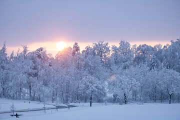 Mystic sunrise over a snowbound forest in Switzerland
