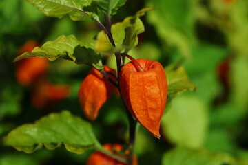 Miechunka rozdęta (Physalis alkekengi)