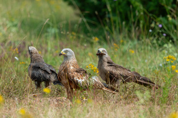 Milan royal,.Milvus milvus , Red Kite