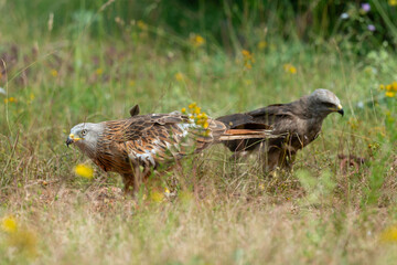 Milan royal,.Milvus milvus , Red Kite