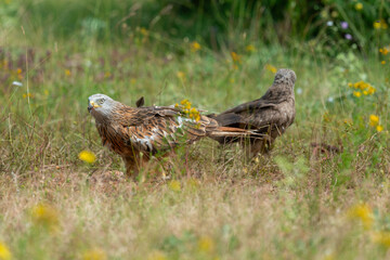 Milan royal,.Milvus milvus , Red Kite