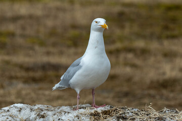Goéland bourgmestre,.Larus hyperboreus, Glaucous Gull