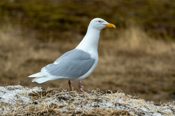 Goéland bourgmestre,.Larus hyperboreus, Glaucous Gull