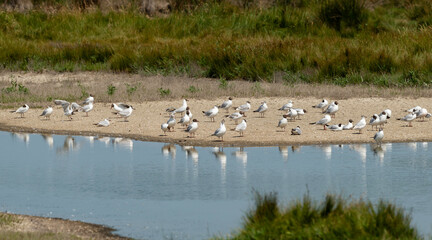 Mouette rieuse, Chroicocephalus ridibundus, Black headed Gull,  Marais salants, Guerande, 44, Loire Atlantique, France