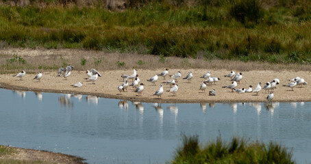 Mouette rieuse, Chroicocephalus ridibundus, Black headed Gull,  Marais salants, Guerande, 44, Loire Atlantique, France