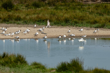 Mouette rieuse, Chroicocephalus ridibundus, Black headed Gull,  Marais salants, Guerande, 44, Loire Atlantique, France