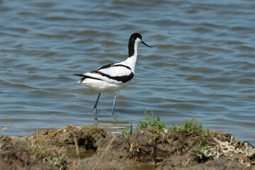 Avocette élégante, Recurvirostra avosetta, Pied Avocet