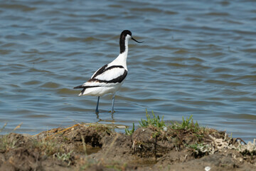 Avocette élégante, Recurvirostra avosetta, Pied Avocet