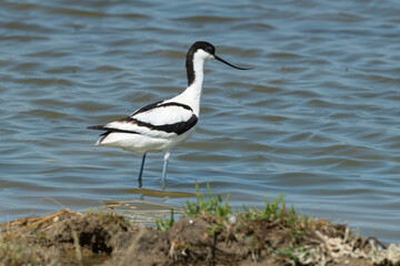 Avocette élégante, Recurvirostra avosetta, Pied Avocet
