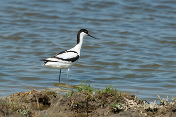 Avocette élégante, Recurvirostra avosetta, Pied Avocet