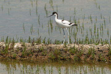 Avocette élégante, Recurvirostra avosetta, Pied Avocet, marais salants , île de Noirmoutier, 85, Vendée, France