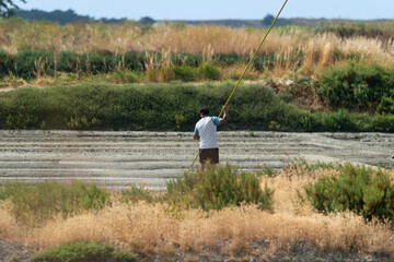 marais salants , île de Noirmoutier, 85, Vendée, France