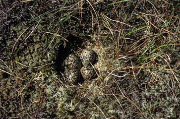 Pluvier doré, nid, oeuf,.Pluvialis apricaria, European Golden Plover