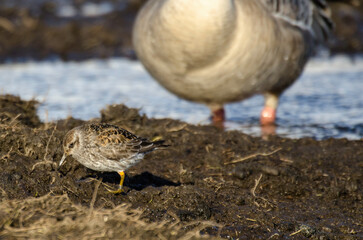 Pluvier doré,.Pluvialis apricaria, European Golden Plover