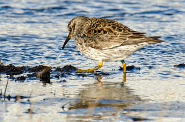 Pluvier doré,.Pluvialis apricaria, European Golden Plover